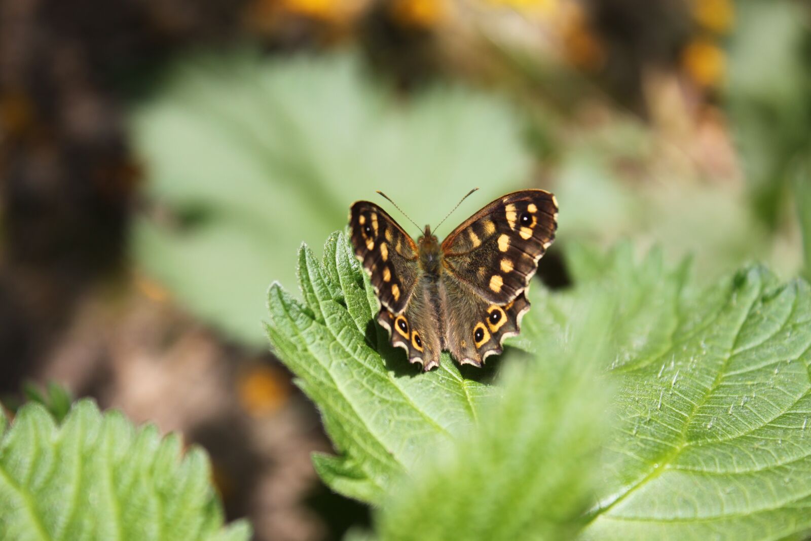 Canon EOS 500D (EOS Rebel T1i / EOS Kiss X3) sample photo. Insect, butterfly, macro photography