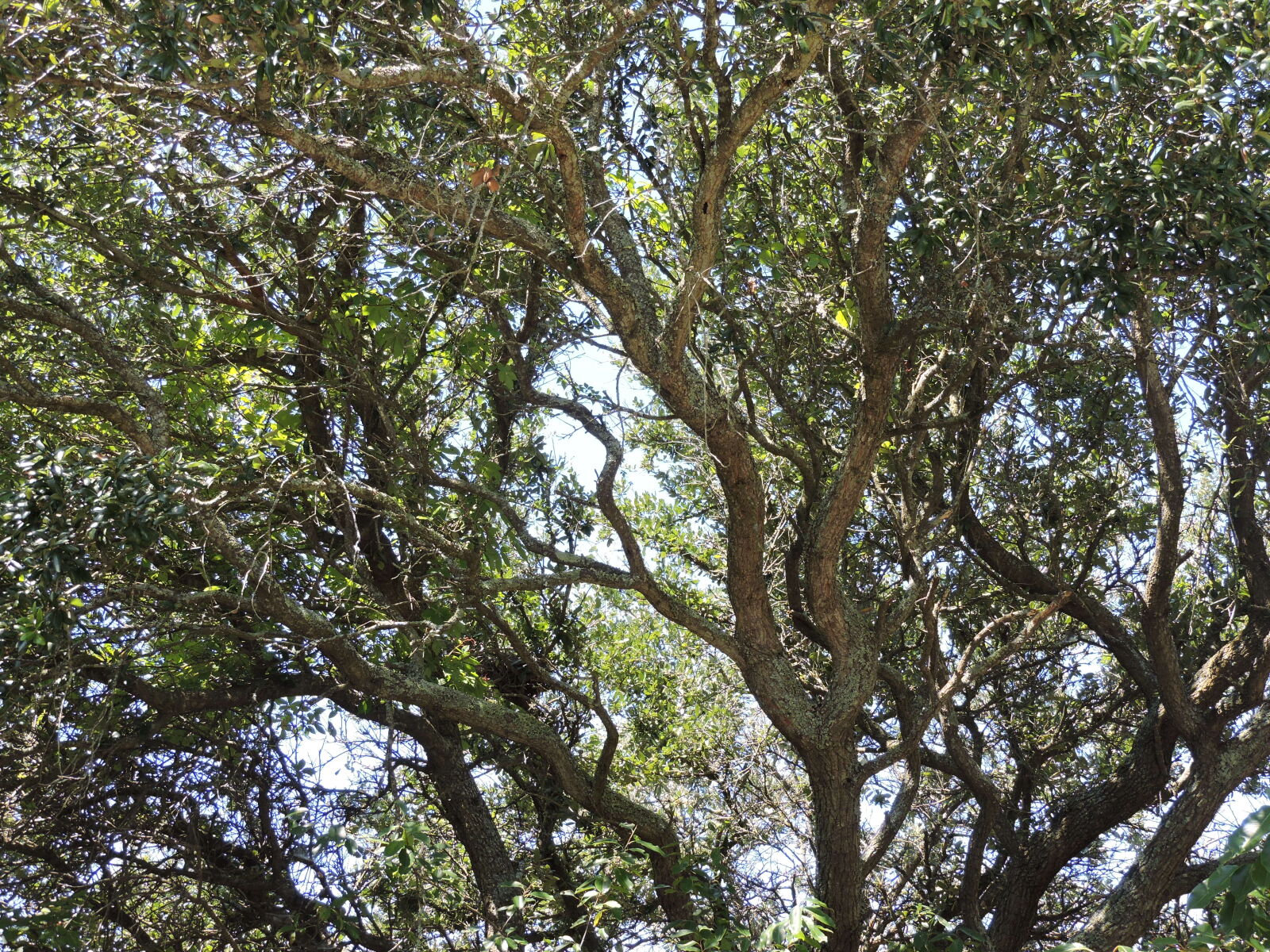 Nikon Coolpix P530 sample photo. Branches, tree photography