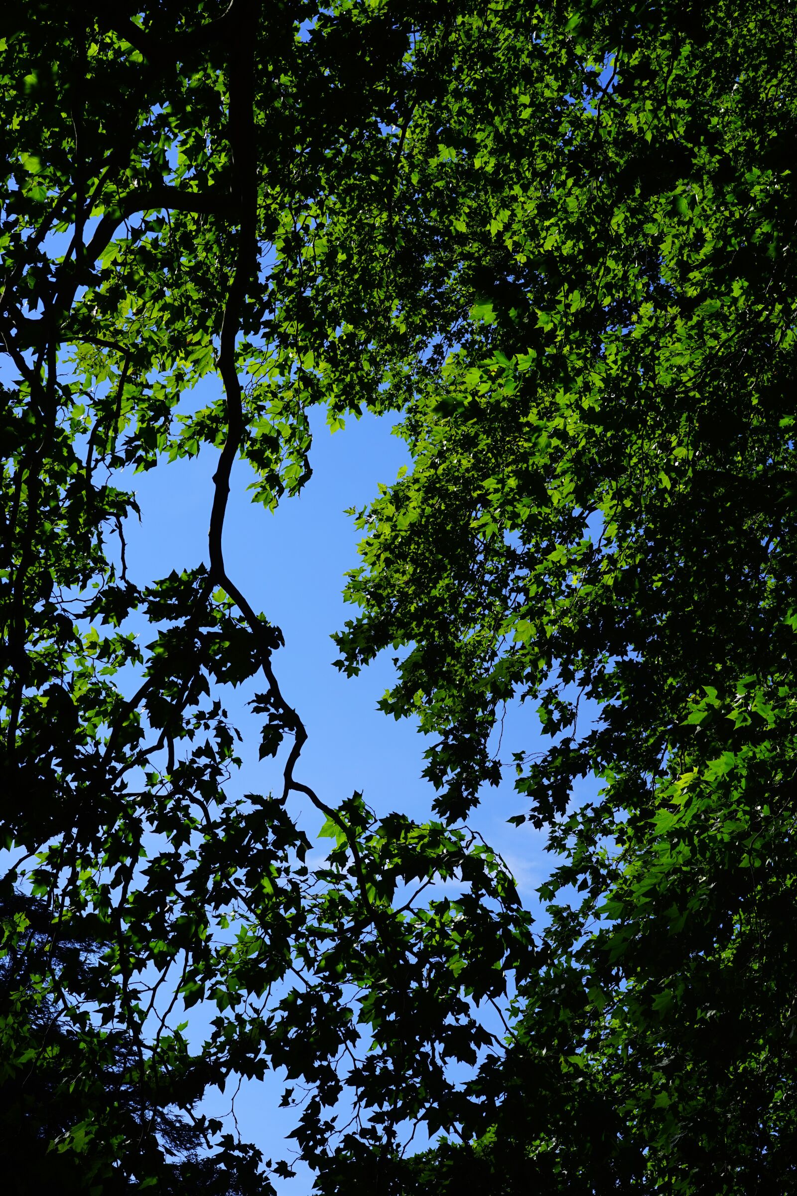 Sony a7 + Sony Sonnar T* FE 55mm F1.8 ZA sample photo. Canopy, green, leaves photography