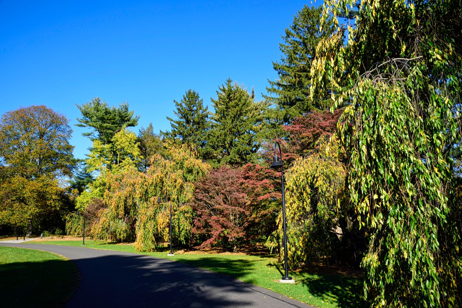Nikon D750 sample photo. Autumn, fall colors, path photography
