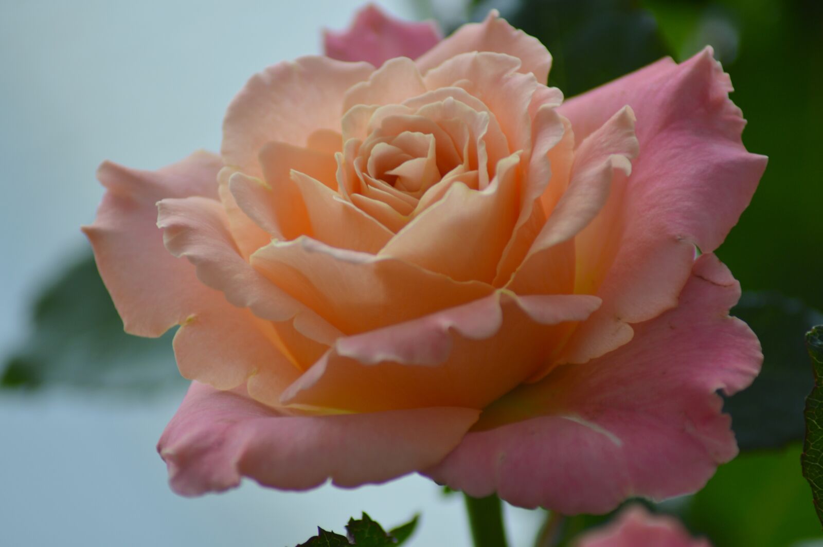 Nikon D3200 sample photo. Rose, flower, miss piggy photography