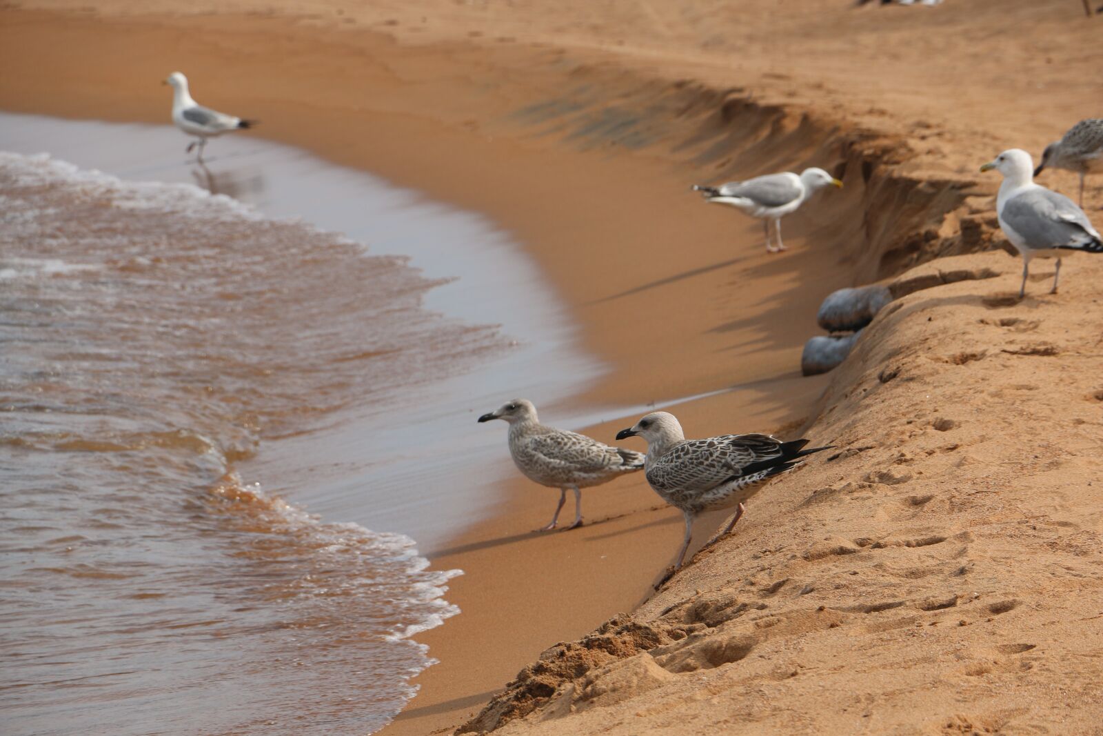 Canon EOS 70D sample photo. Baikal, gulls, beach photography