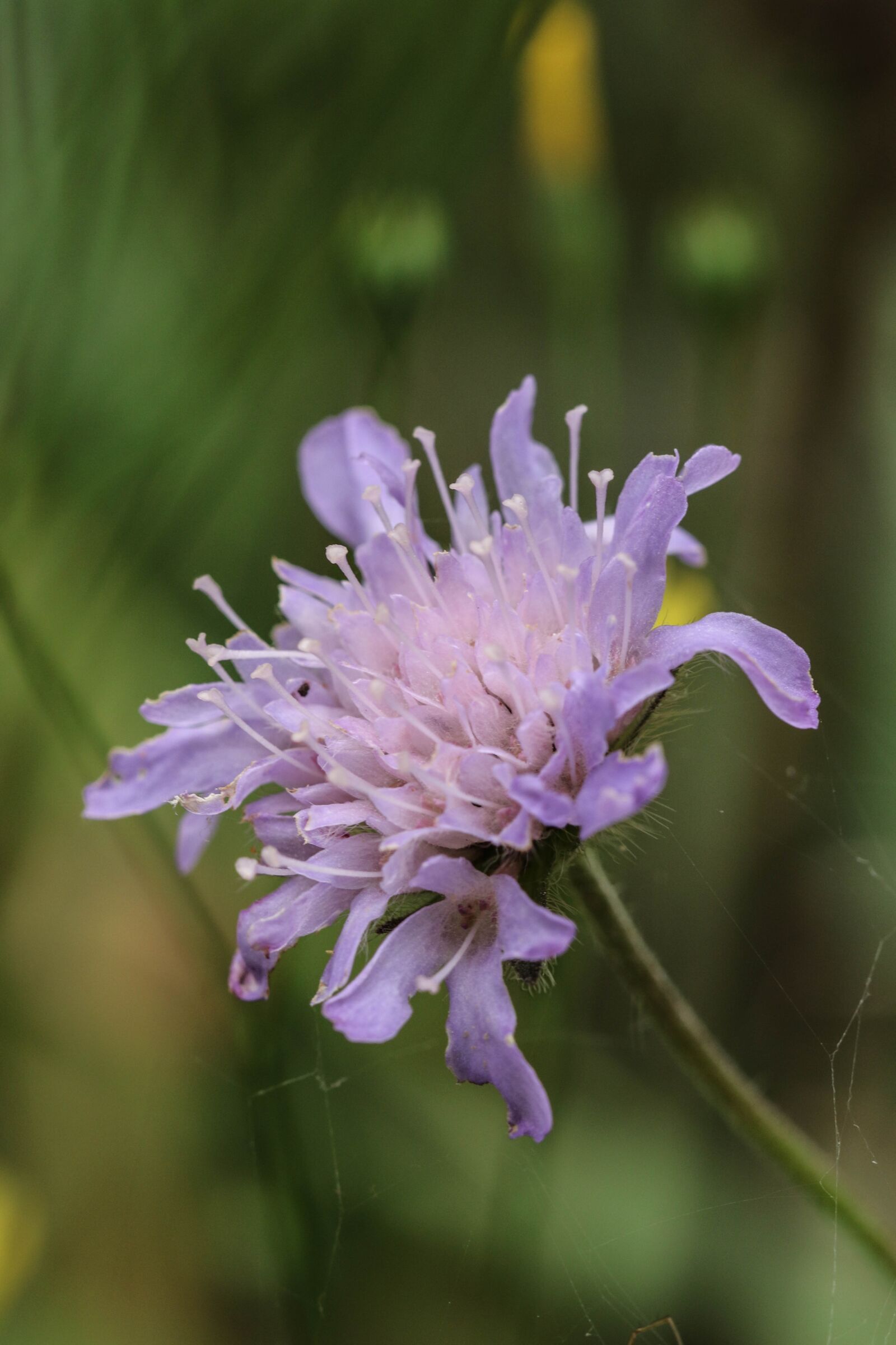 Canon EOS 7D Mark II sample photo. Wildflower, nature, green photography