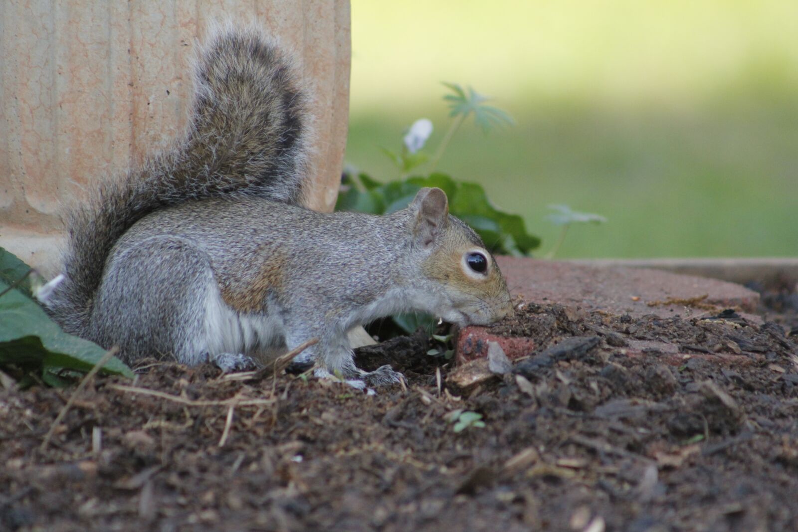 Canon EOS 550D (EOS Rebel T2i / EOS Kiss X4) sample photo. Mammal, nature, squirrel photography