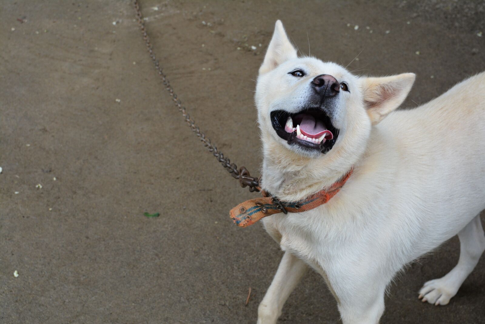 Nikon D7100 sample photo. Puppy, dog, the progress photography