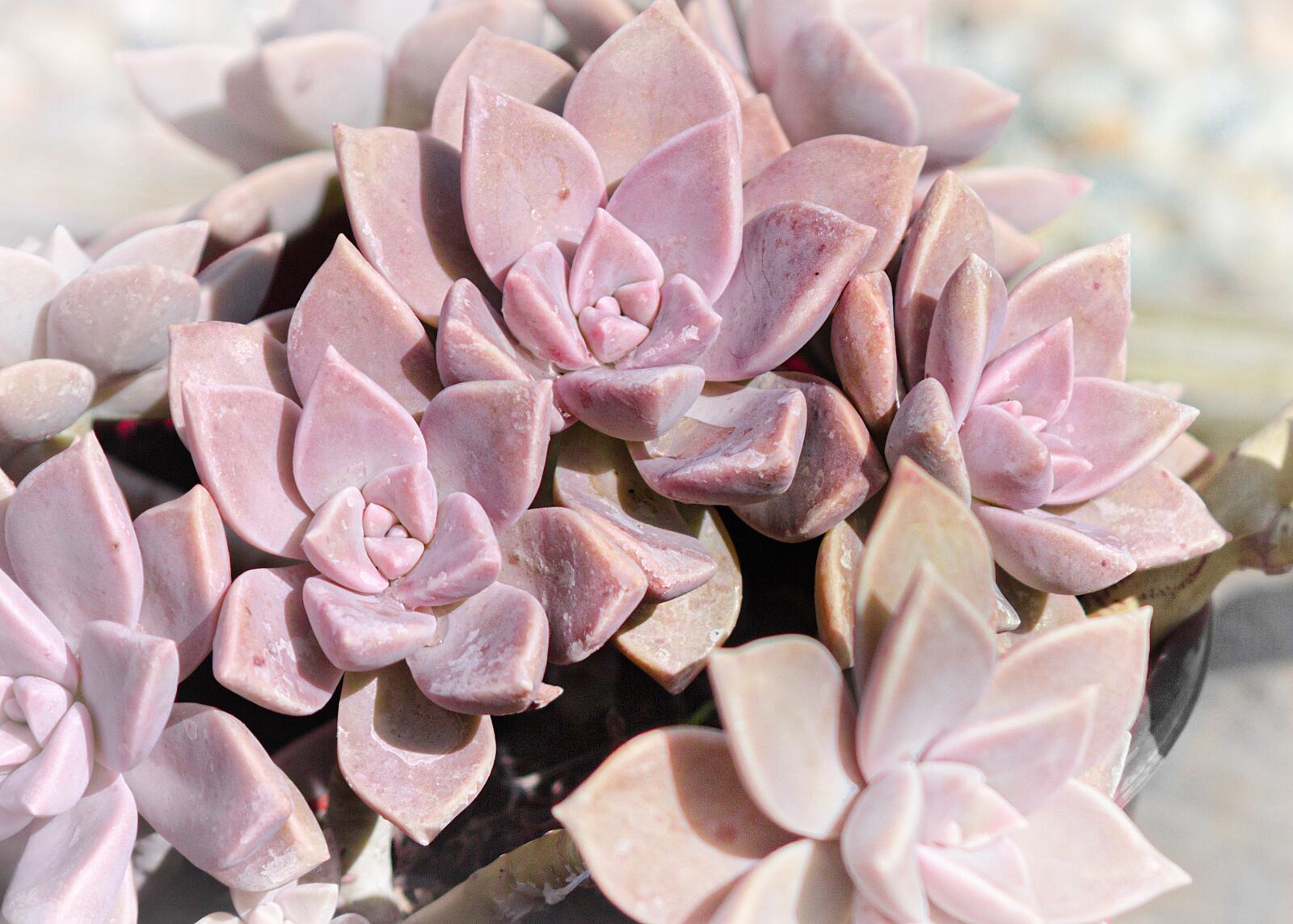 Canon EOS 60D + Canon EF 24-85mm F3.5-4.5 USM sample photo. Succulent, stone cactus, pink photography