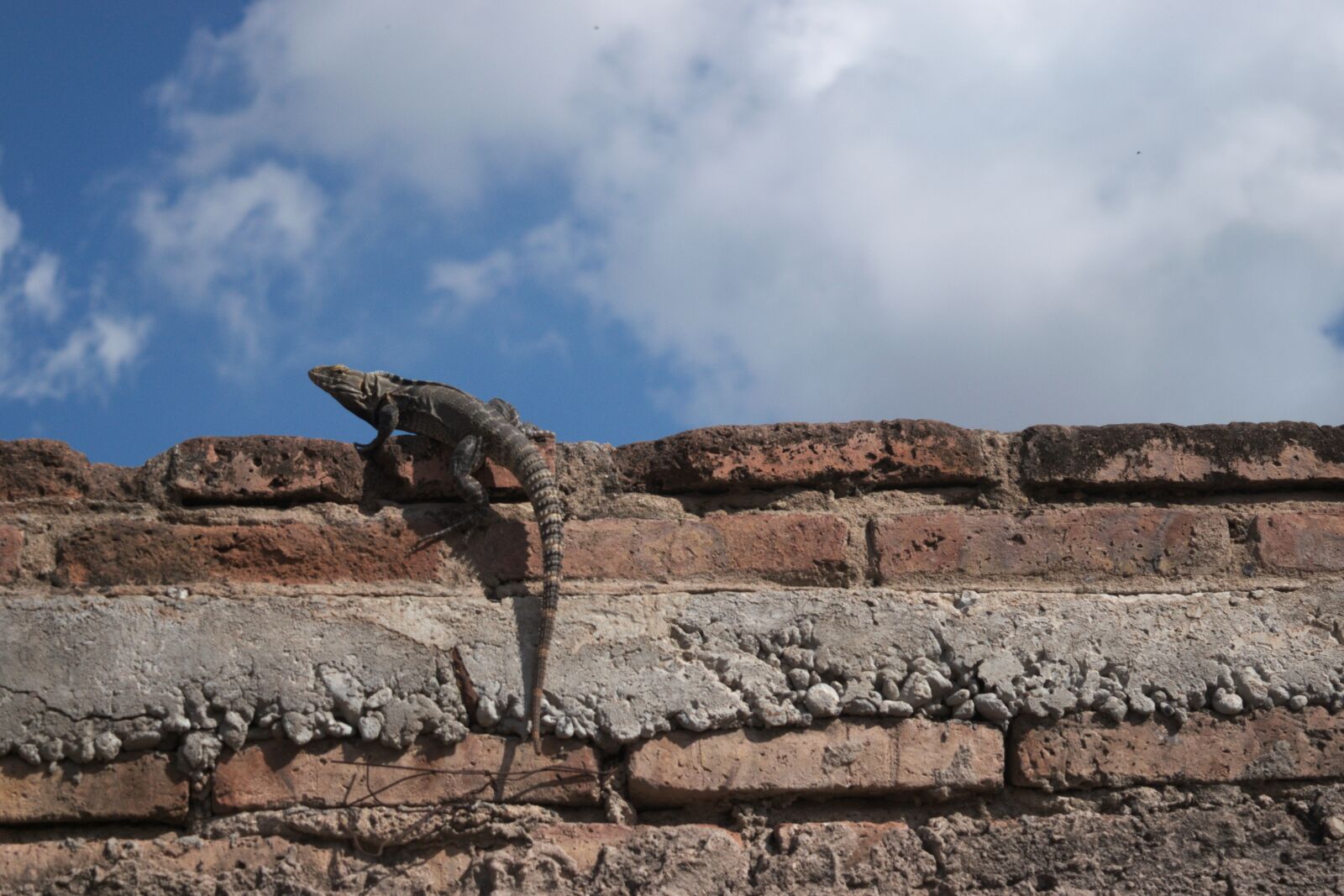 Nikon D3300 sample photo. Lizard, brick, sky photography