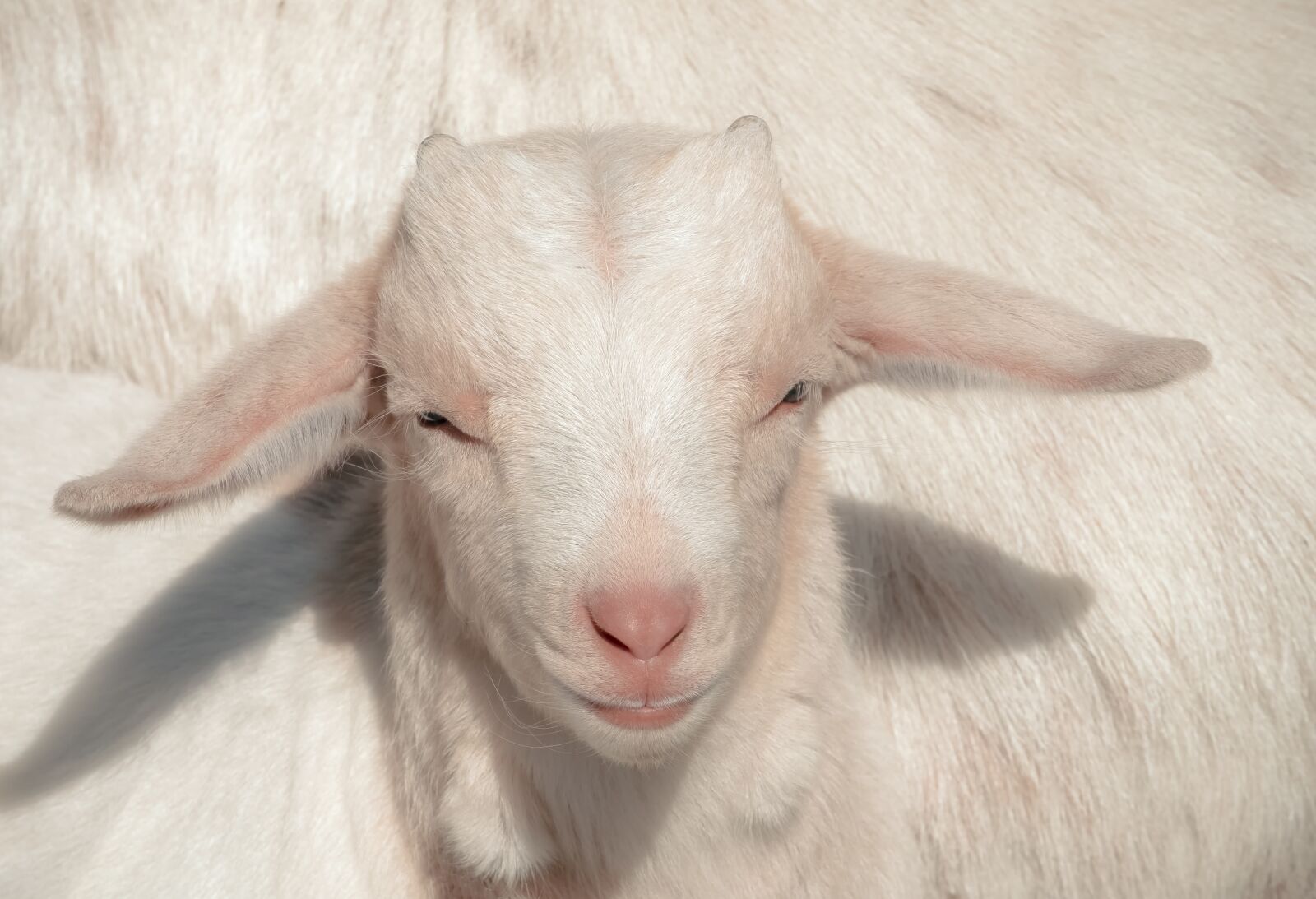 Fujifilm XF 55-200mm F3.5-4.8 R LM OIS sample photo. Goat, kitz, animal photography