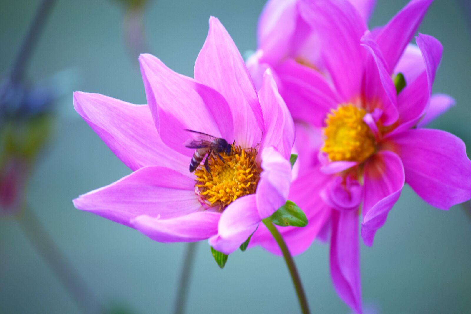 Nikon D5300 sample photo. Flower, pink, nature photography