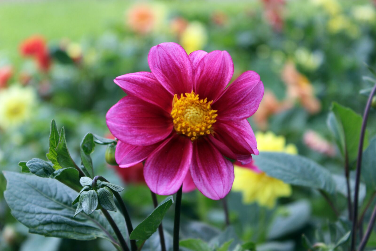 Canon EOS 600D (Rebel EOS T3i / EOS Kiss X5) sample photo. Flowers, green pink, nature photography