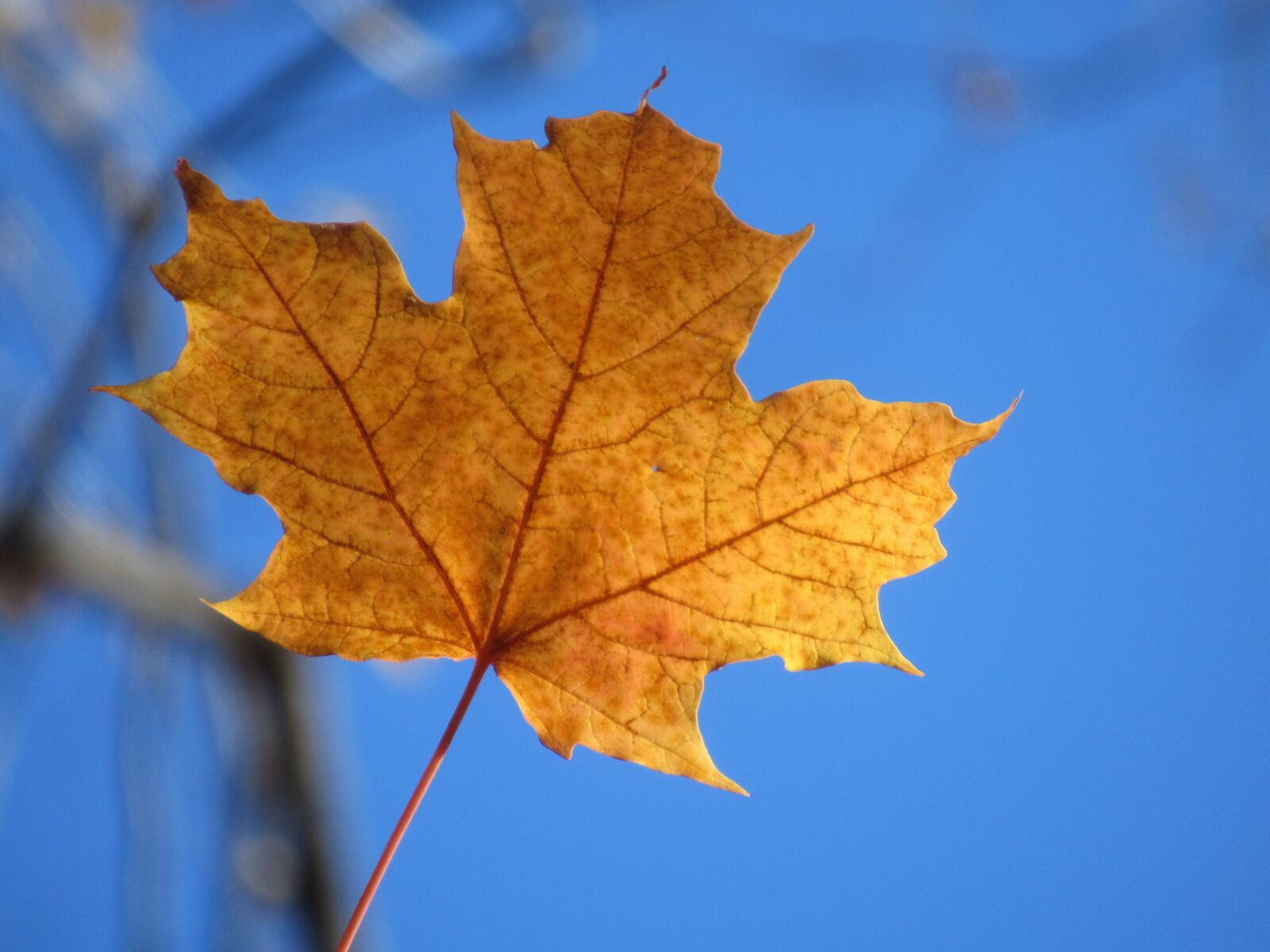 Canon PowerShot SX620 HS sample photo. Autumn, leaf, yellow photography