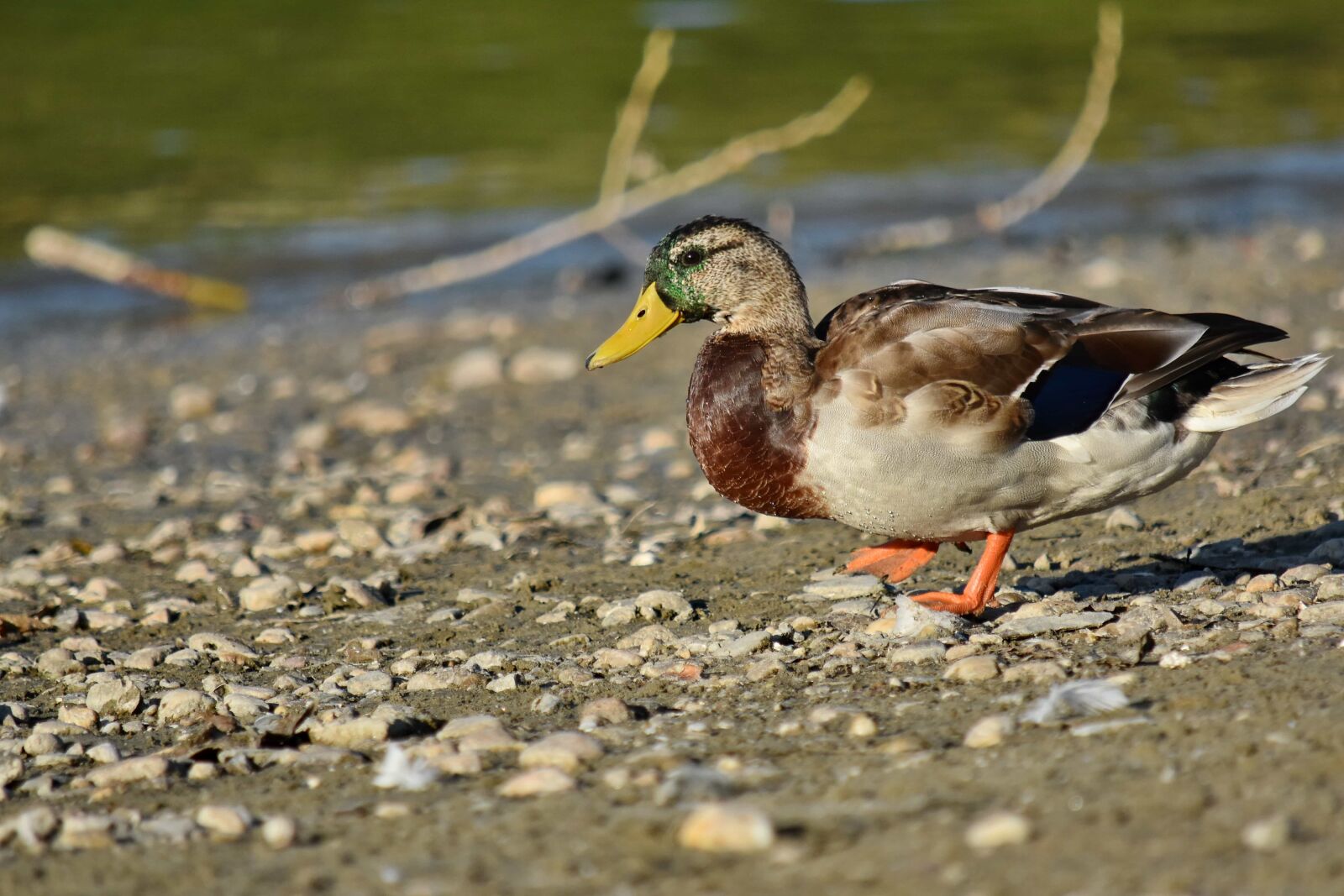 Nikon D5500 sample photo. Beach, mallard, pebbles, shorebird photography