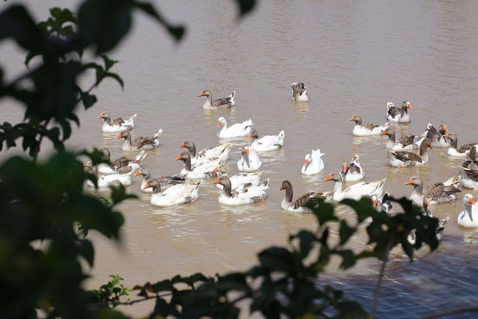 Canon EOS 600D (Rebel EOS T3i / EOS Kiss X5) sample photo. Ducks, lake, trees photography