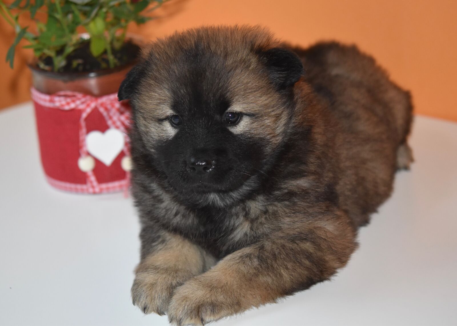 Nikon D5600 sample photo. Dog, pup, puppy photography