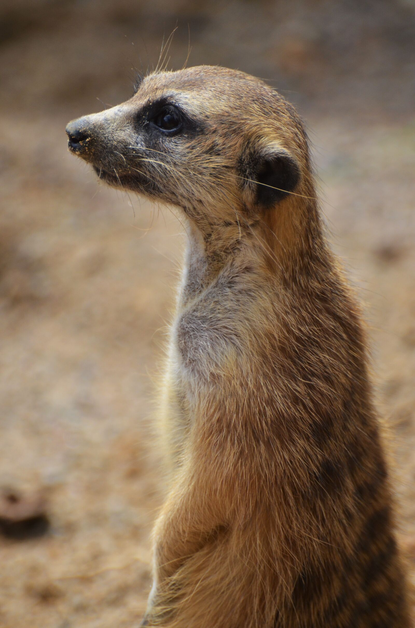 Nikon D5100 sample photo. Suricate, mongoose, sentinel desert photography