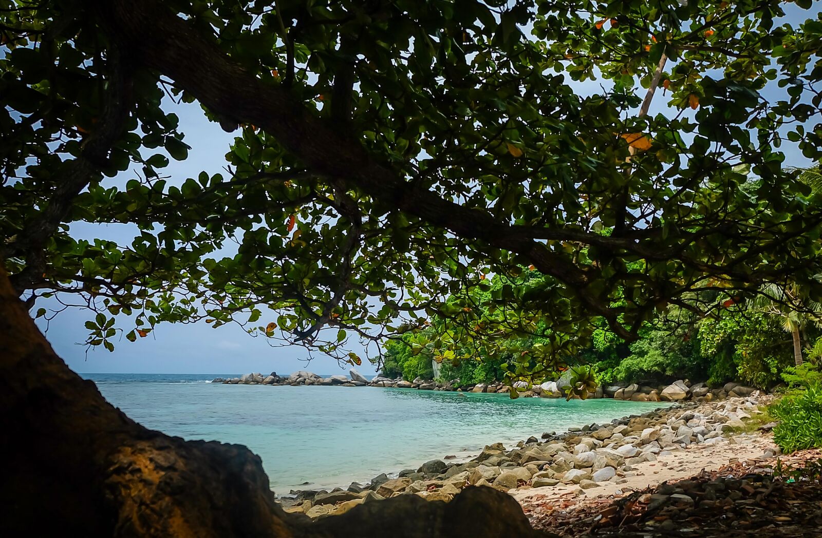 Fujifilm X-A1 + Fujifilm XC 16-50mm F3.5-5.6 OIS II sample photo. Beach, tree, sea photography