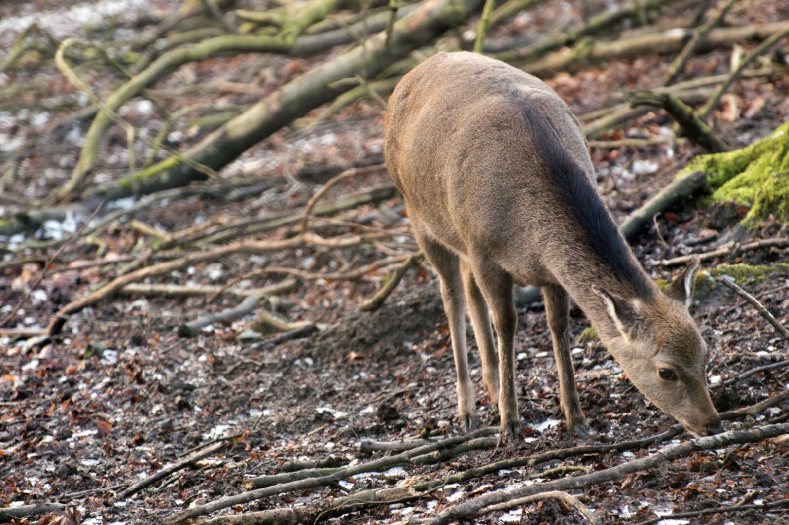 Nikon D3200 sample photo. Nature, animal world, animal photography