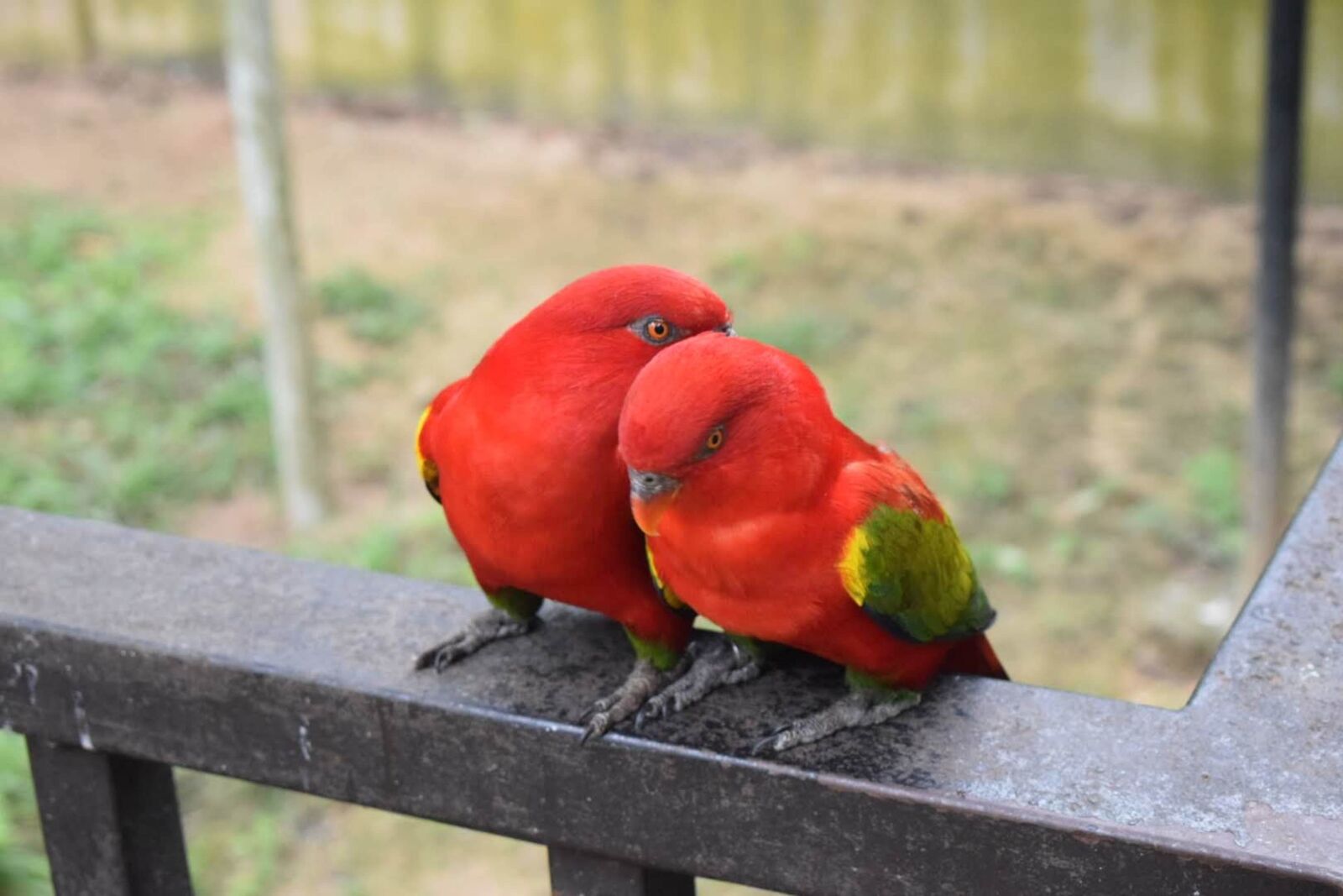 Nikon D5300 sample photo. Birds, parrot, colourful photography