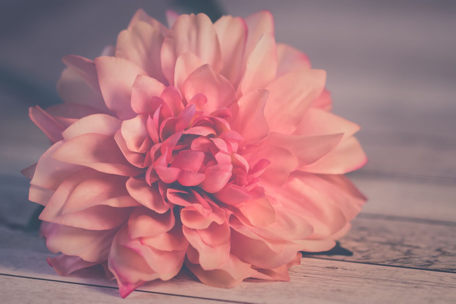 Sony SLT-A58 + 105mm F2.8 sample photo. Flower, petals, table photography