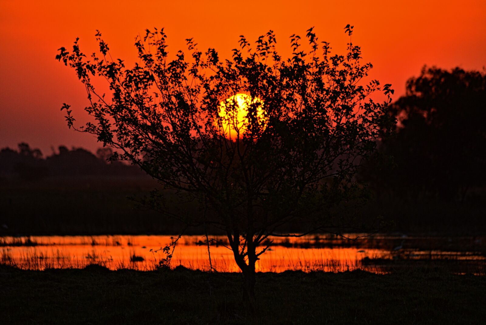 Nikon D5200 sample photo. Sunset, tree, nature photography