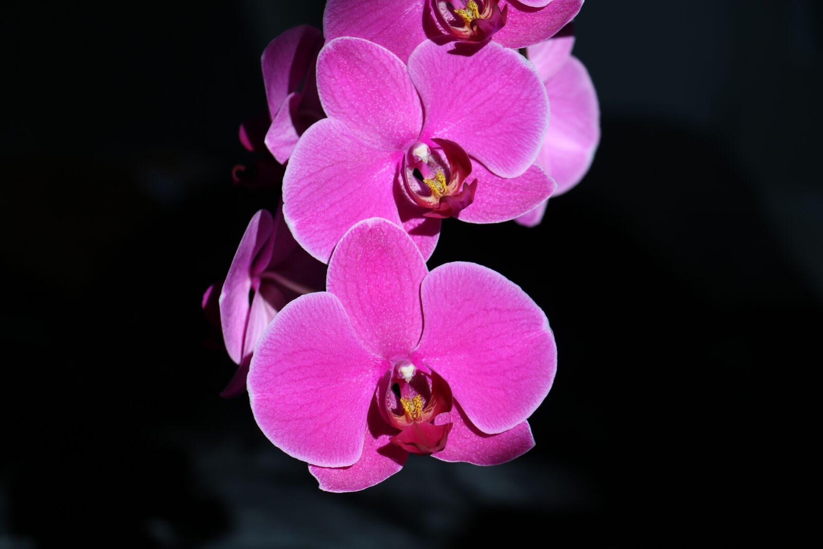 Canon EOS 760D (EOS Rebel T6s / EOS 8000D) sample photo. Orchid, flower, pink photography