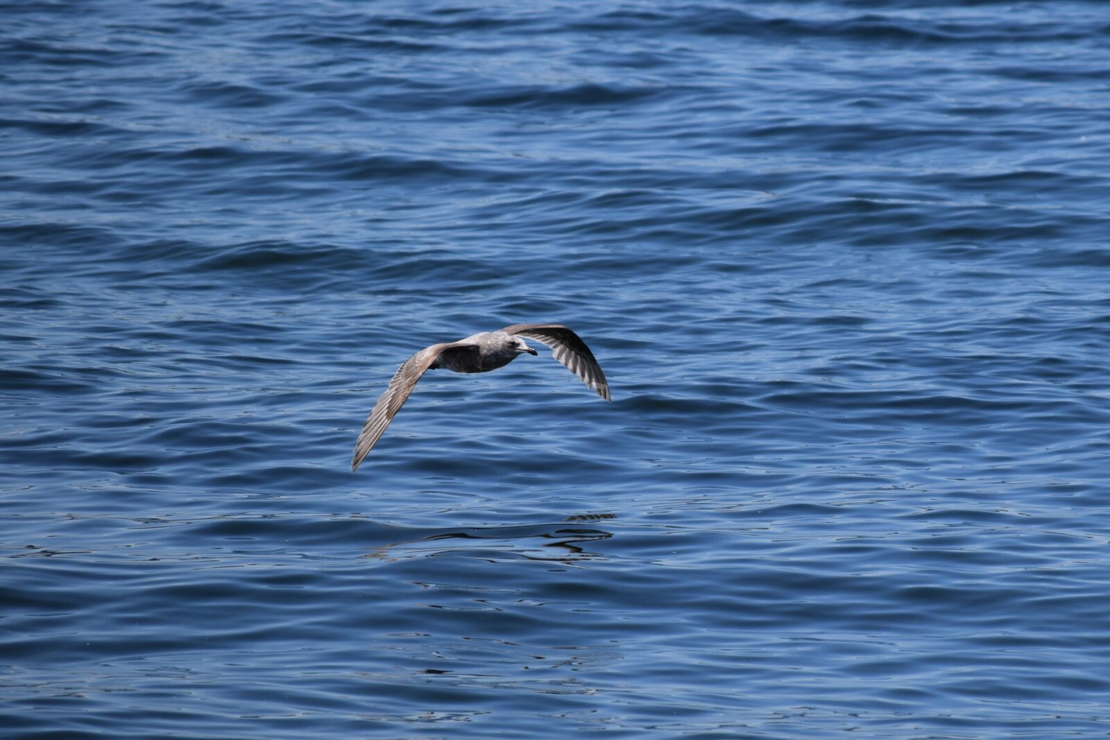 Nikon D3300 sample photo. Seagull, puget sound, pacific photography