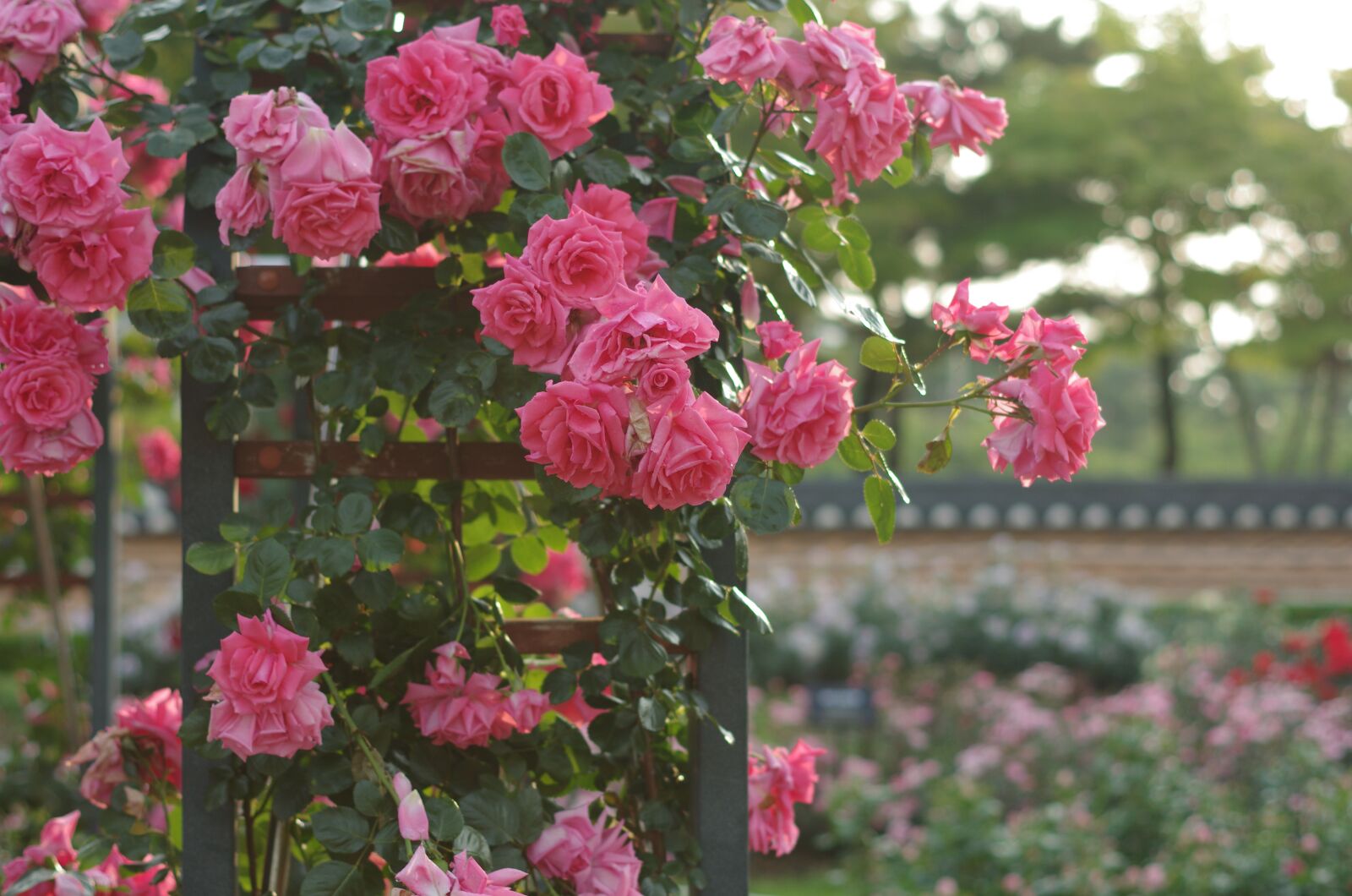 Pentax K-5 sample photo. Rose, flowers, garden photography