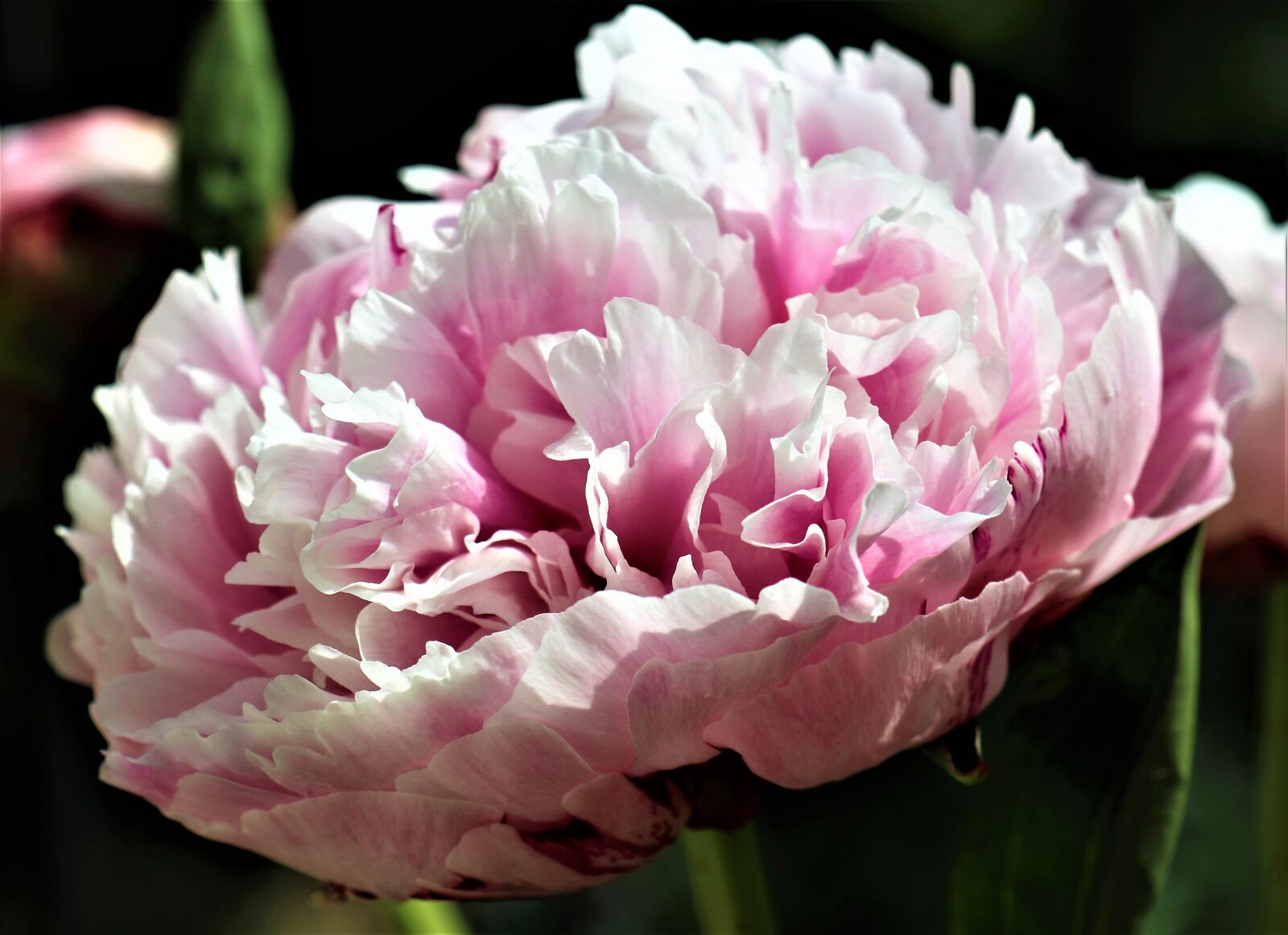 Canon EF-M 18-150mm F3.5-6.3 IS STM sample photo. Peony, flower pink, figure photography