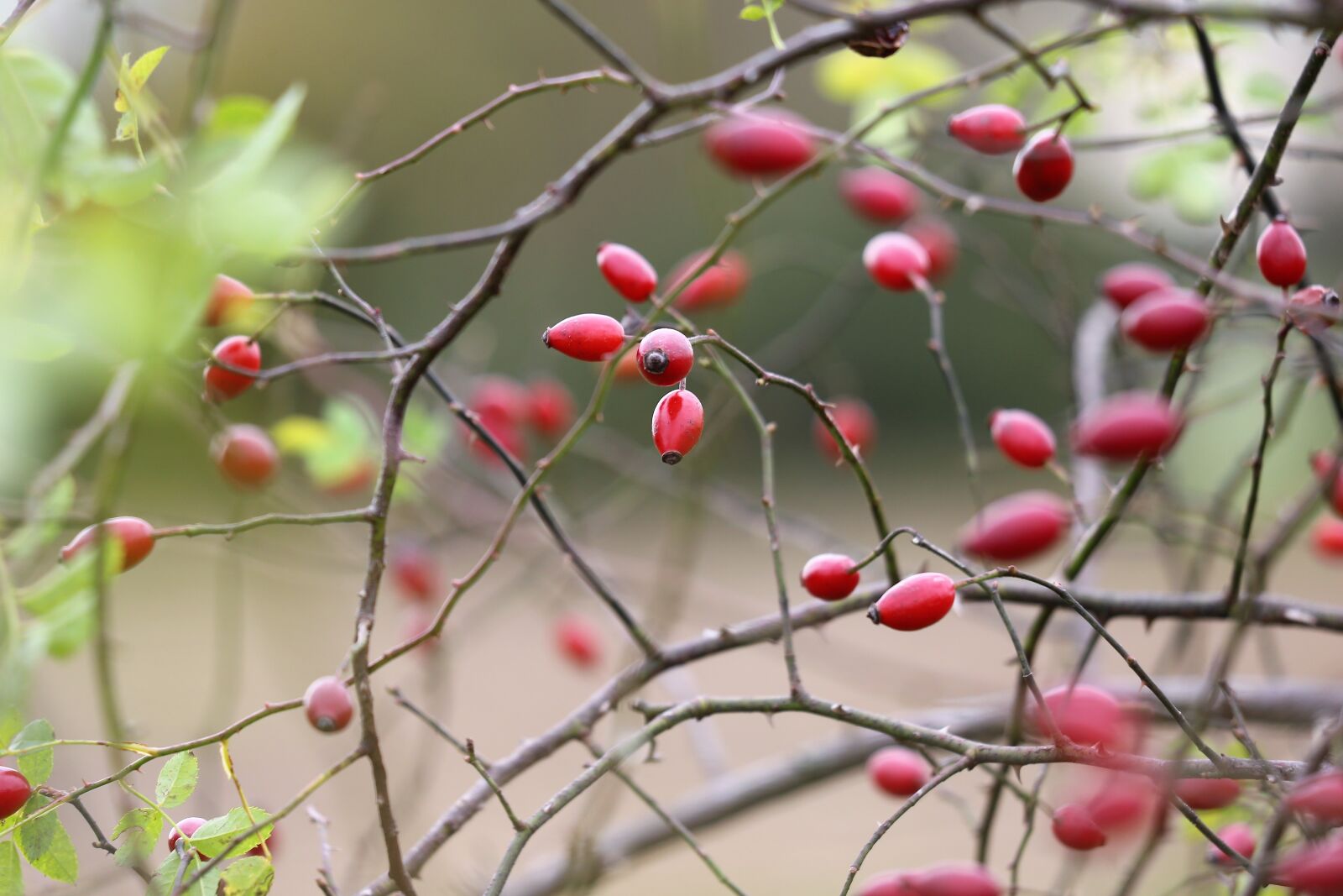 Canon EF 70-300 F4-5.6 IS II USM sample photo. Dog rose, rose hip photography