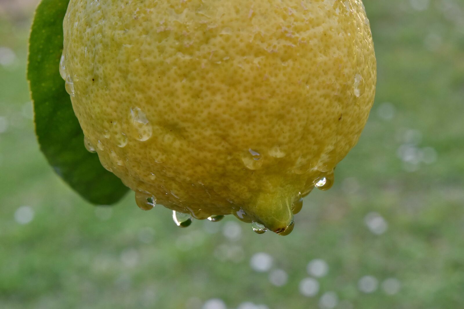 Nikon D5500 sample photo. Rain, wet, citrus, fresh photography