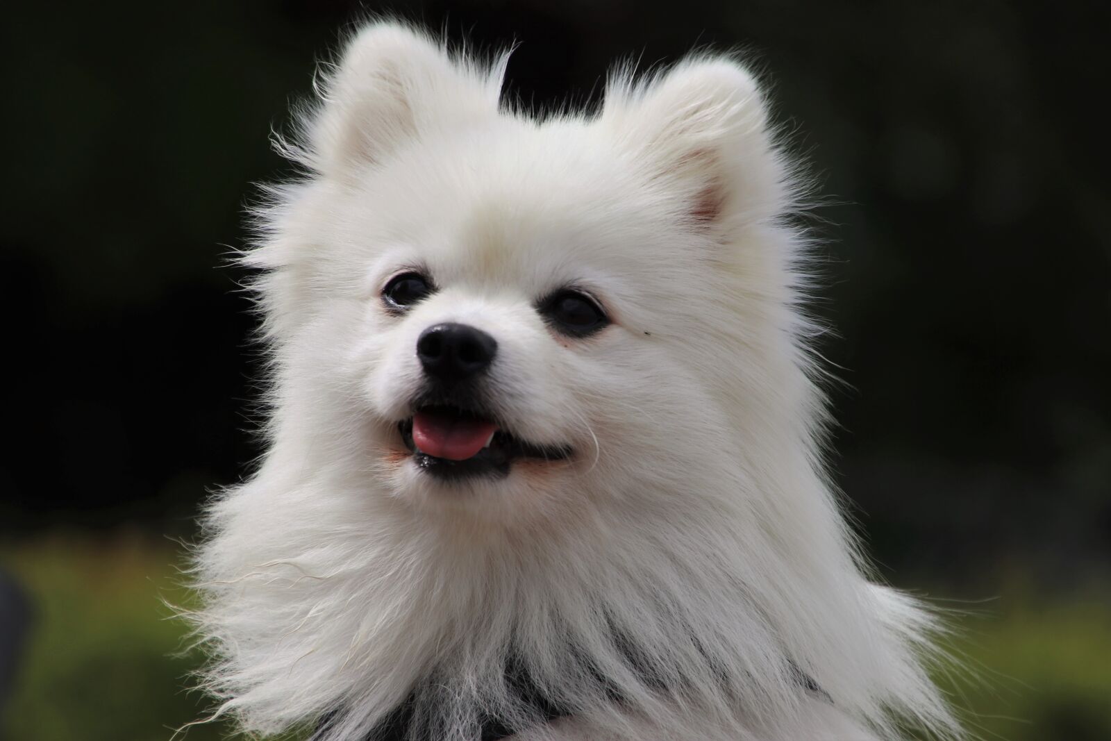 Canon EOS 80D sample photo. Pet, fur, head photography