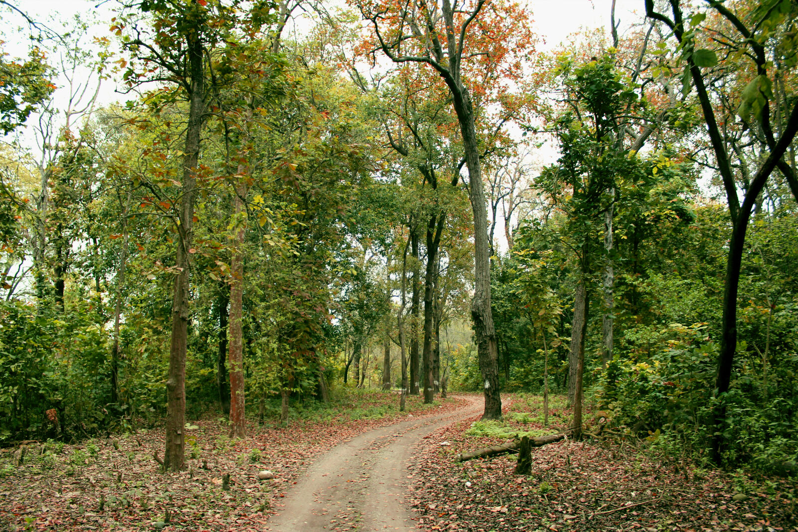 Canon EOS 550D (EOS Rebel T2i / EOS Kiss X4) sample photo. Green, jungle, nature, path photography