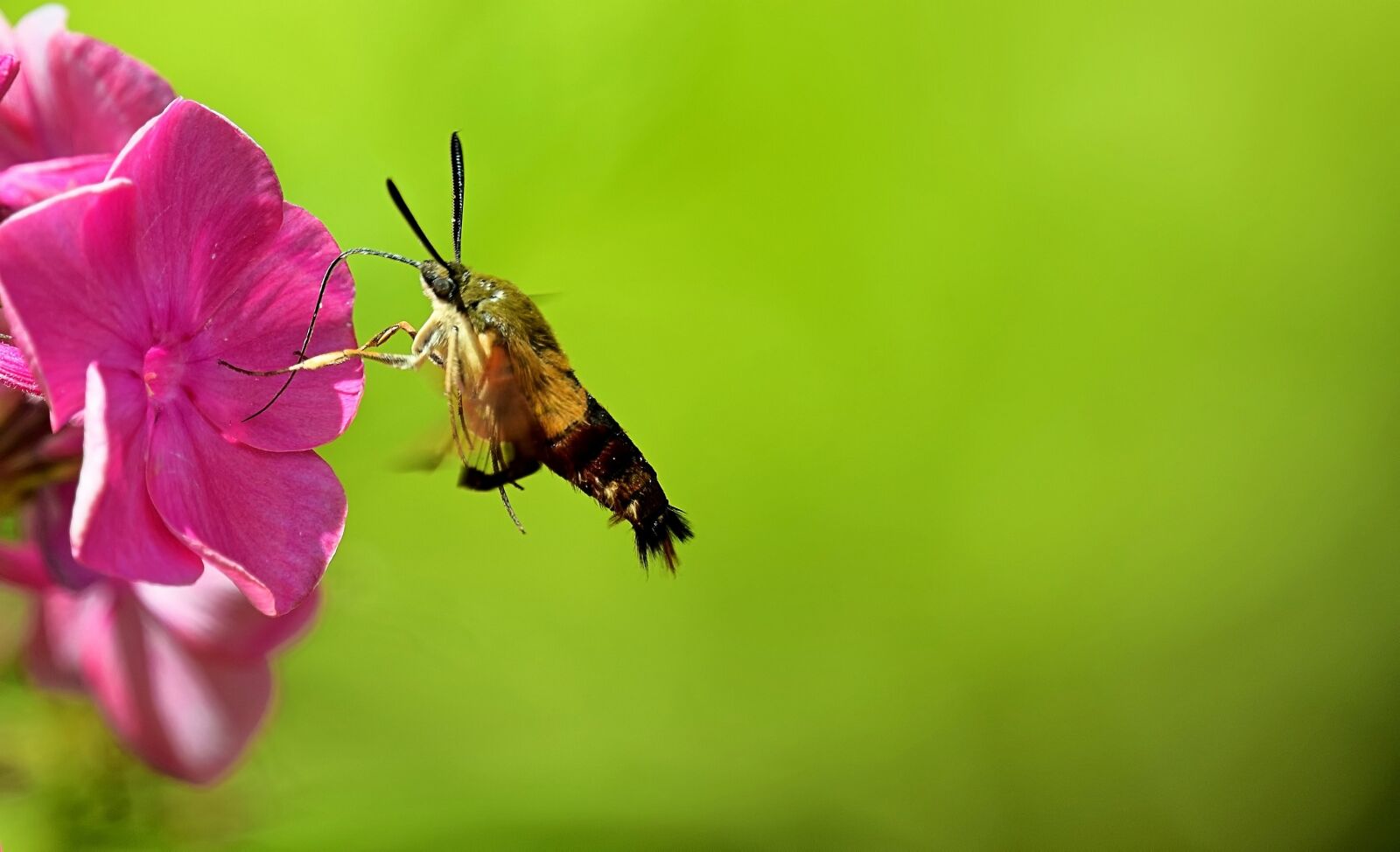 Nikon D850 sample photo. Summer, flower, proboscis photography