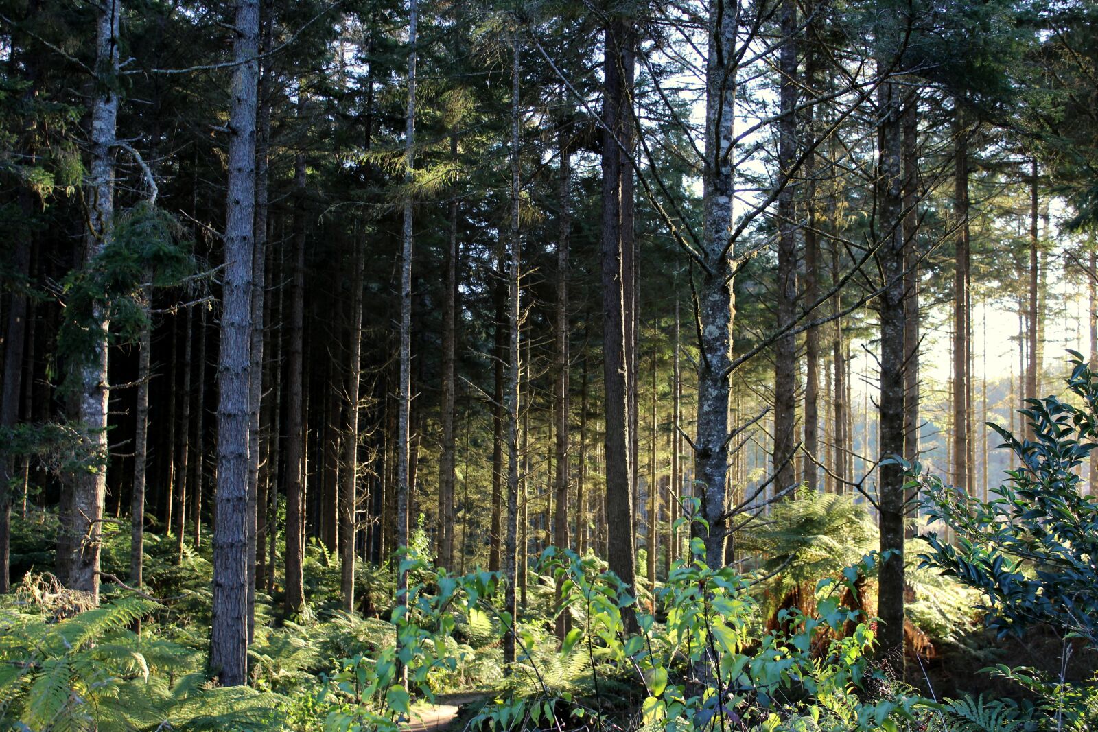 Canon EOS 600D (Rebel EOS T3i / EOS Kiss X5) sample photo. Forest, light, sun photography