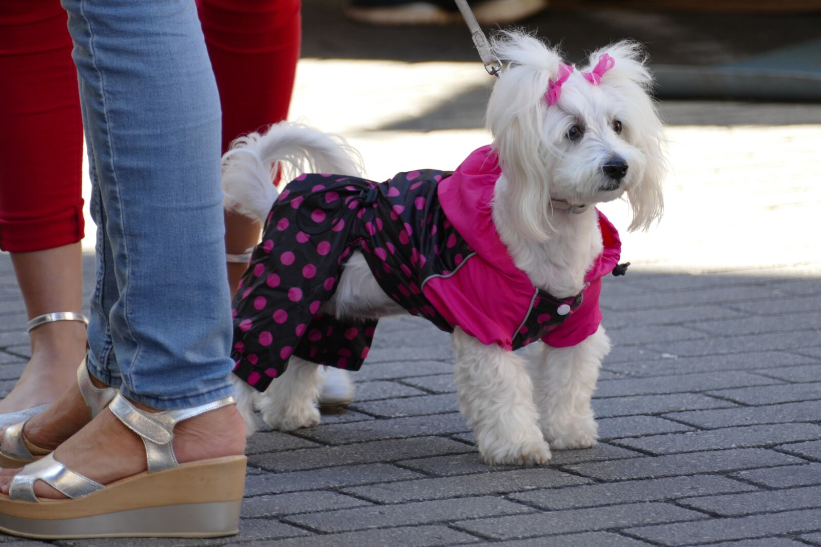 Panasonic Lumix DMC-FZ1000 sample photo. Dog, poodle, schoothond photography
