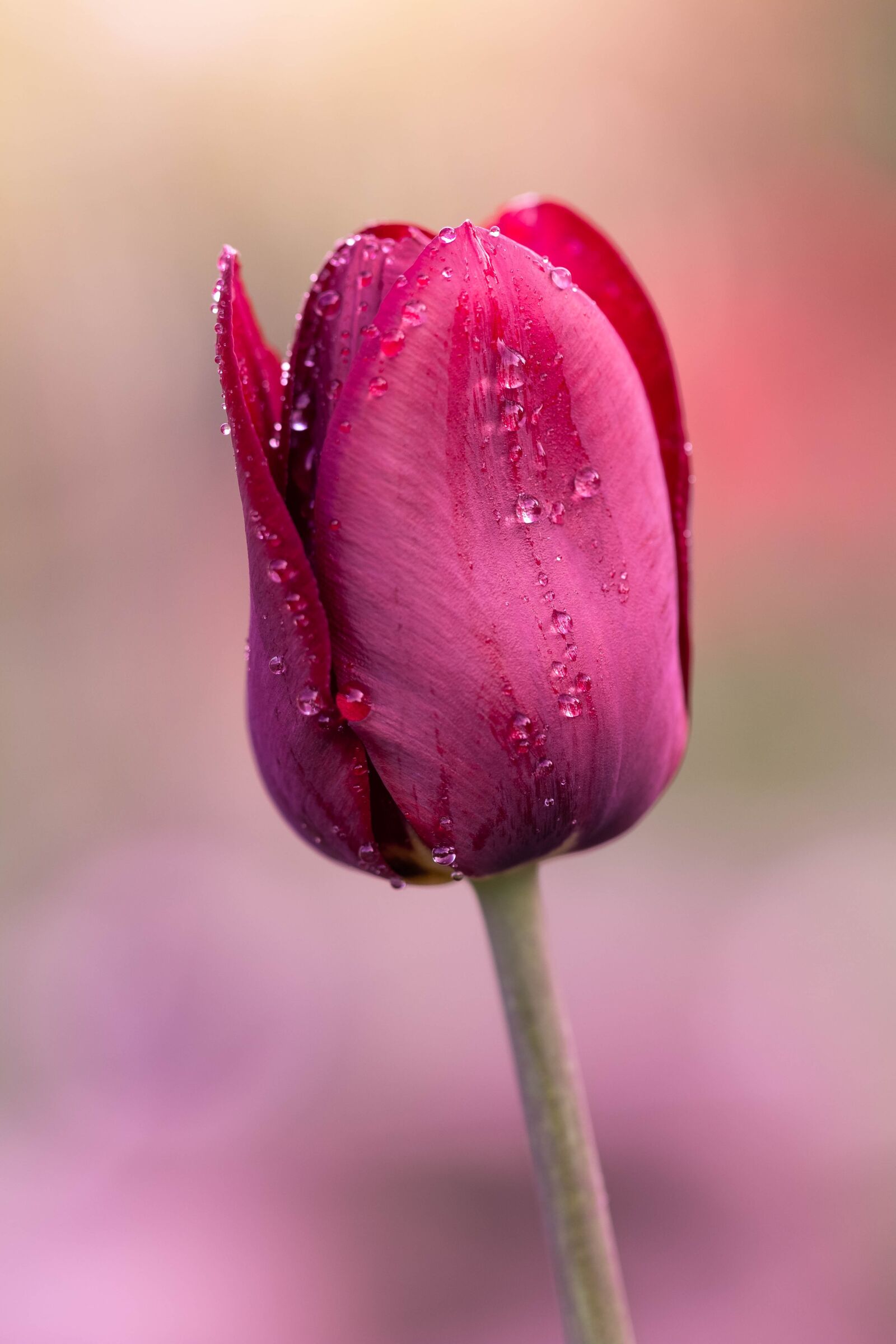 Canon EF 100mm F2.8L Macro IS USM sample photo. Tulip, spring, nature photography