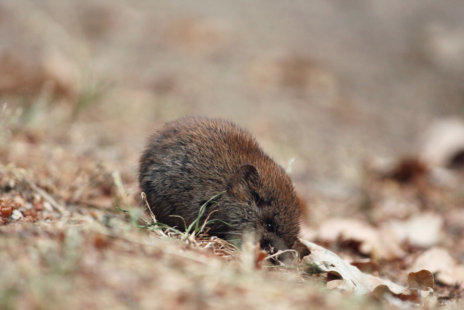 Canon EOS 1200D (EOS Rebel T5 / EOS Kiss X70 / EOS Hi) sample photo. Mouse, field mouse, sweet photography