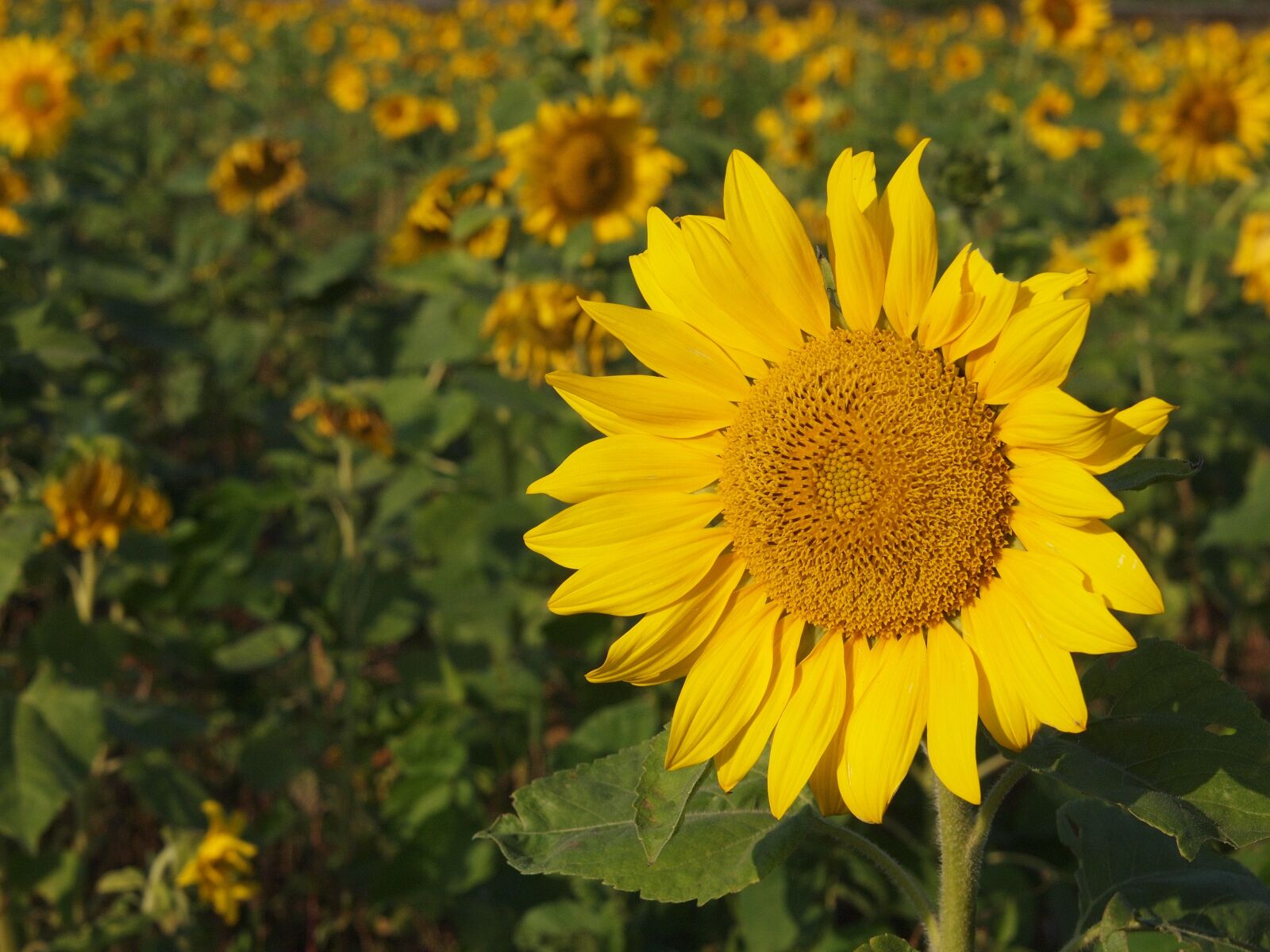 Olympus PEN E-P2 sample photo. Sunflower, yellow, sunny farm photography