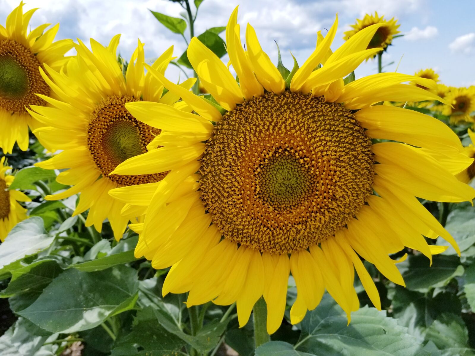 Samsung Galaxy S8+ sample photo. Sunflowers, sunflower, field photography