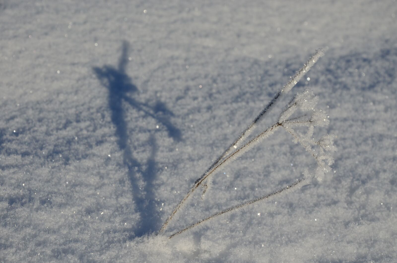 Nikon D5100 sample photo. Winter, snow, nature photography