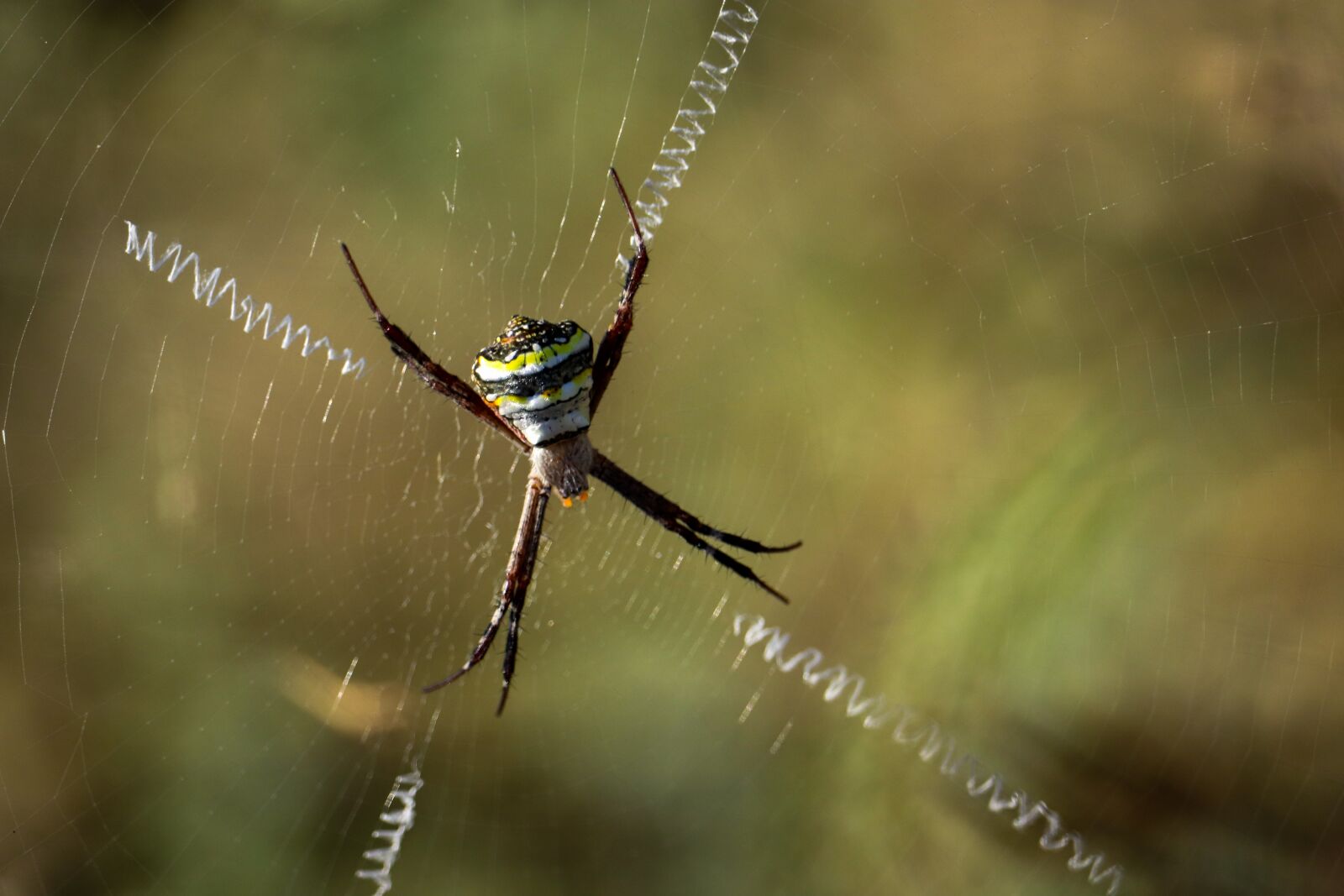 Canon EOS 200D (EOS Rebel SL2 / EOS Kiss X9) sample photo. Spider, nature, animal photography