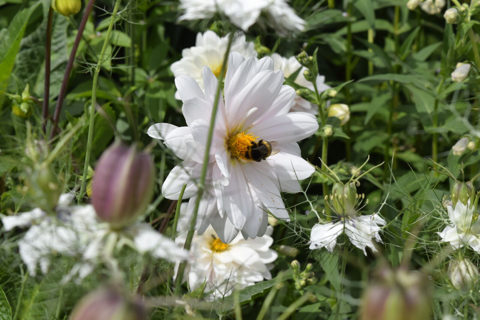 Nikon D5300 sample photo. Bee, flower, summer photography