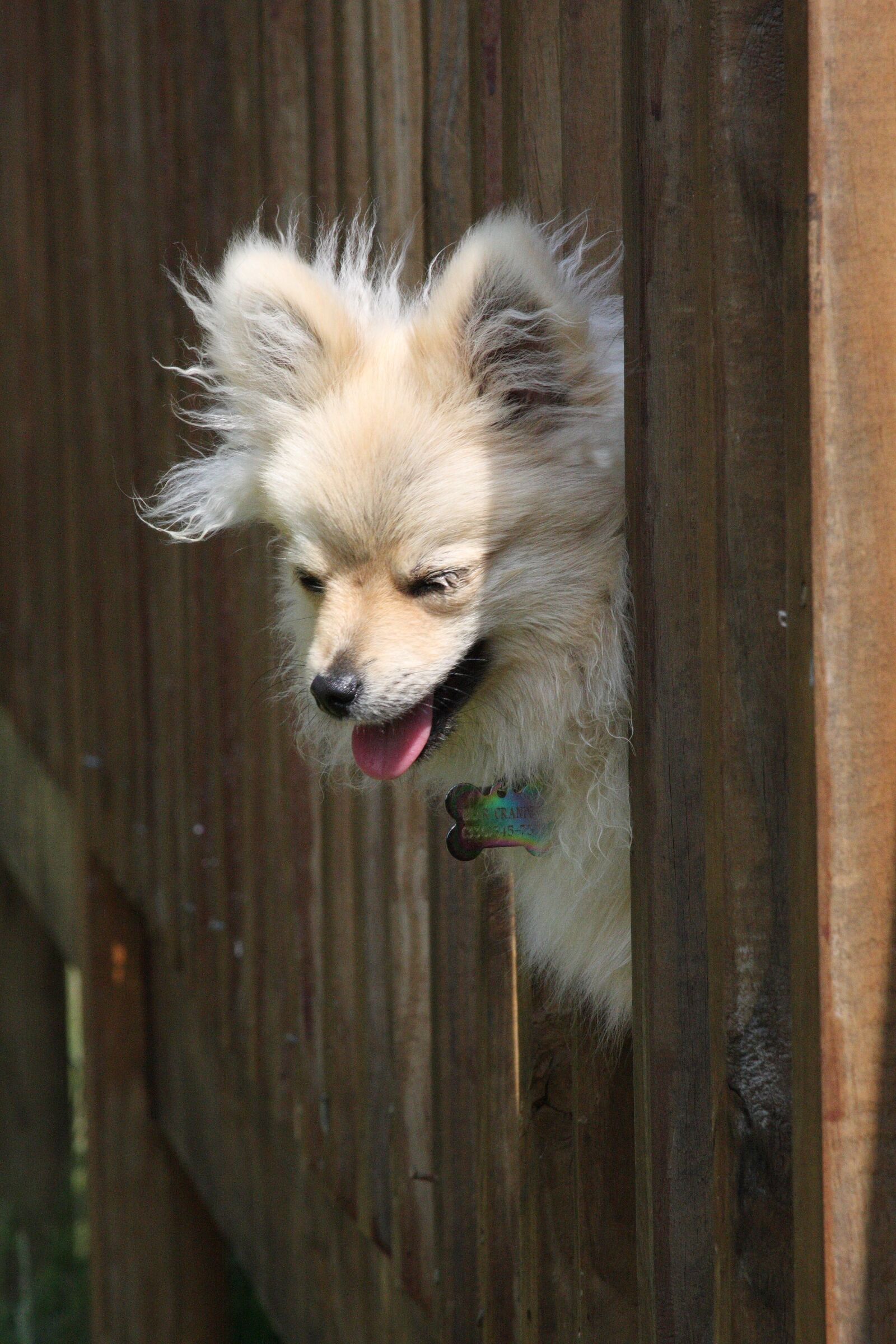 Canon EOS 40D sample photo. Dog, mammal, canine photography