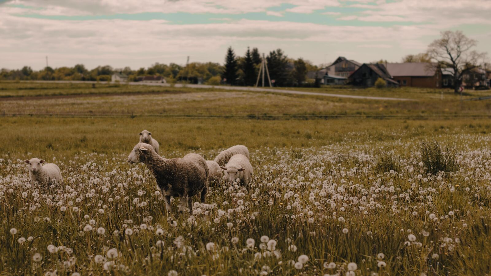 YN50mm f/1.8 II sample photo. Sheeps, nature, wool photography
