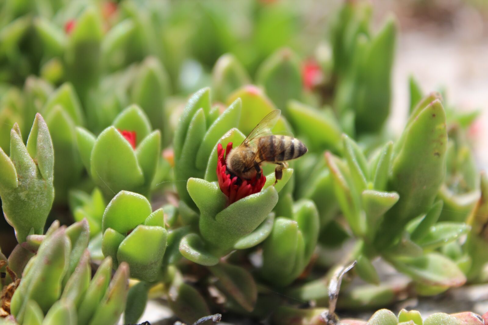 Canon EOS 600D (Rebel EOS T3i / EOS Kiss X5) sample photo. Bee, flower, lavender photography