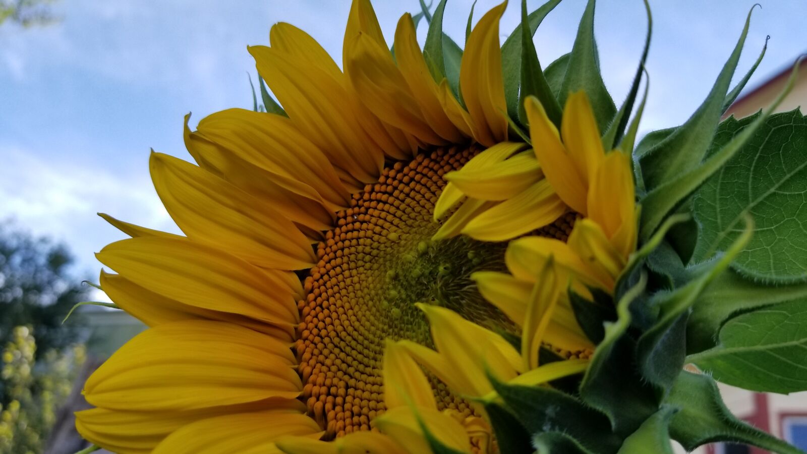 Samsung Galaxy S8+ sample photo. Summer flower, yellow flower photography
