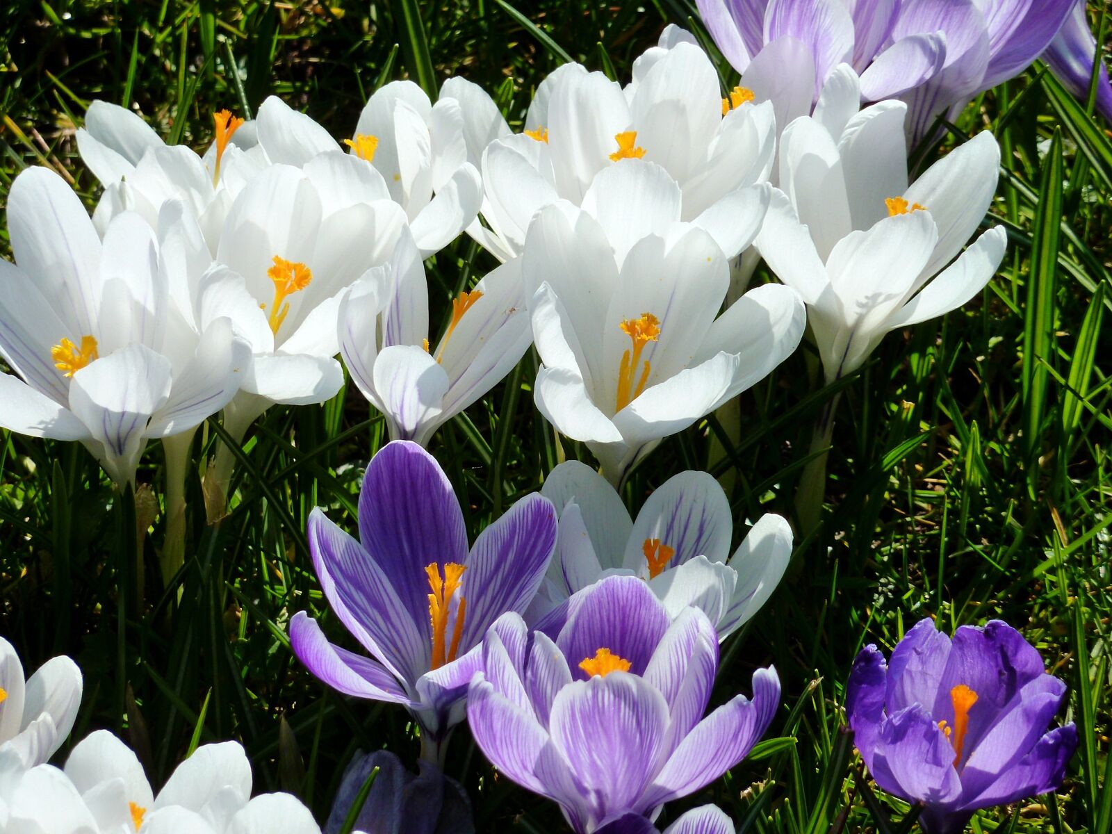 Panasonic DMC-TZ7 sample photo. Blue, flower bracts, early photography