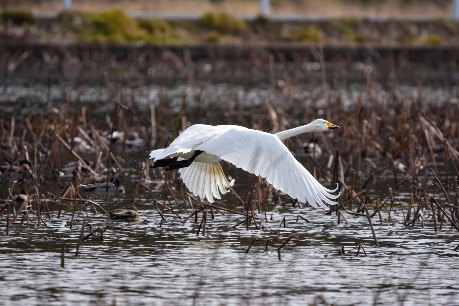 Nikon D7200 sample photo. Animal, pond, water photography
