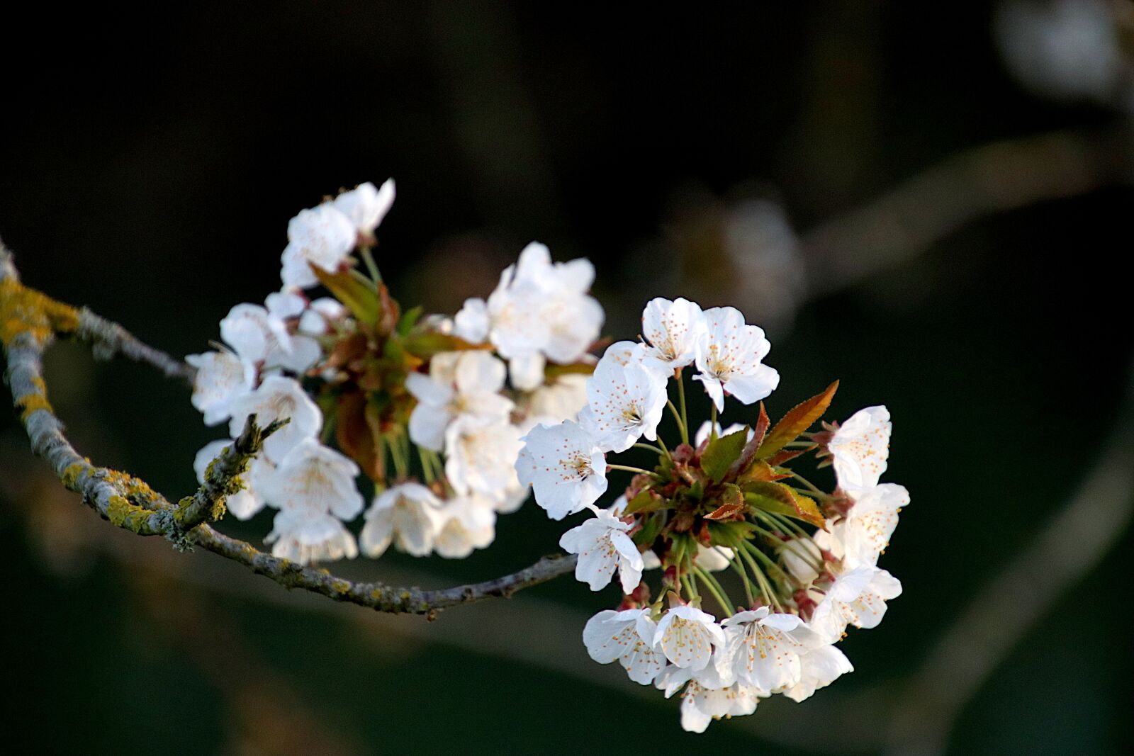Canon EOS 800D (EOS Rebel T7i / EOS Kiss X9i) sample photo. Flowers, white color, cherry photography