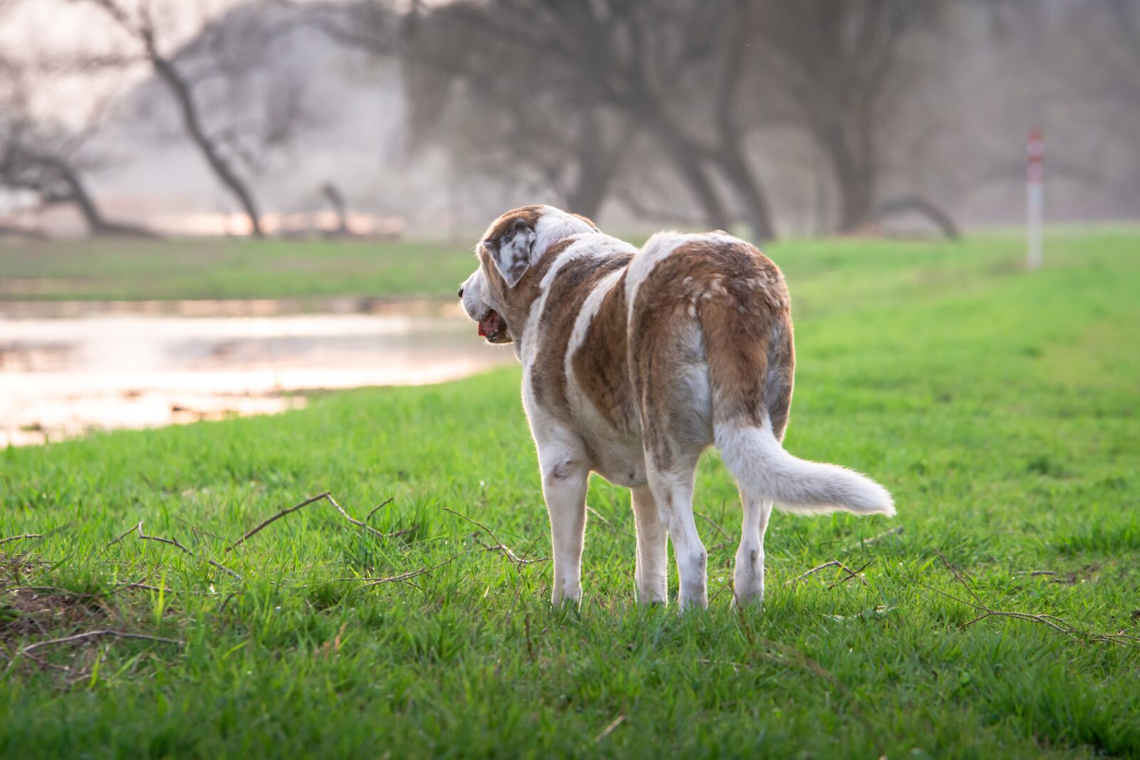 Nikon D7200 sample photo. Dog, mastin, nature photography